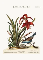 El pinzón de vientre azul. El narciso Jacobea, 1749-73